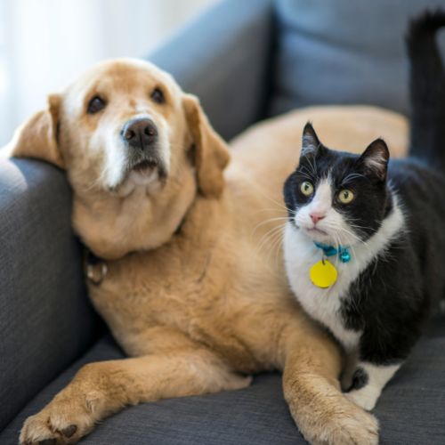 How To Bring Home Your Dog And/Or Cat From The United States