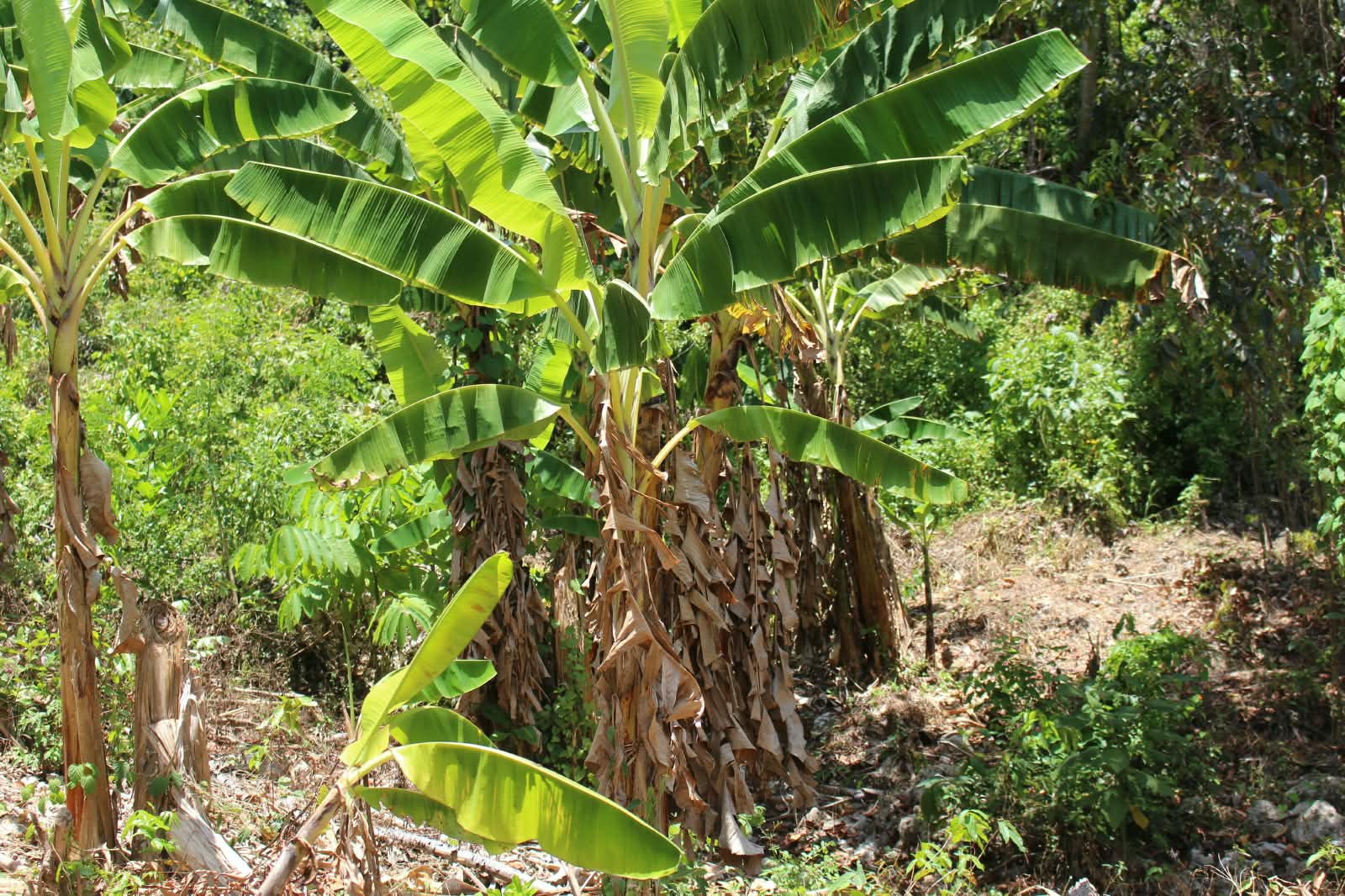 Liberty Hill Estate, St. Ann, Jamaica