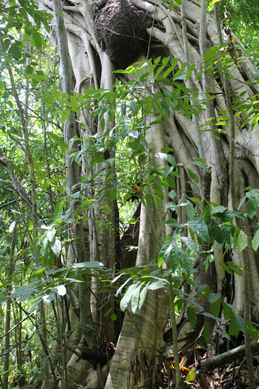 Liberty Hill Estate, St. Ann, Jamaica