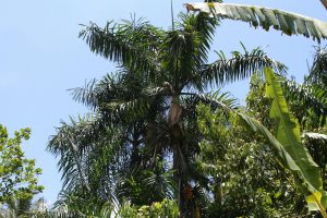 Liberty Hill Estate, St. Ann, Jamaica